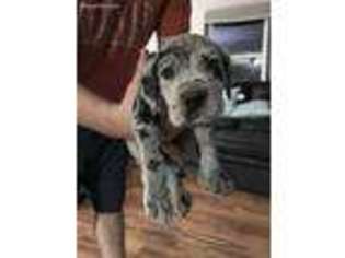 Great Dane Puppy for sale in Swaledale, IA, USA
