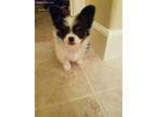 Papillon Puppy for sale in Tracy, CA, USA