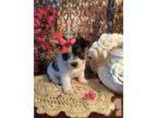 Yorkshire Terrier Puppy for sale in KYLE, TX, USA