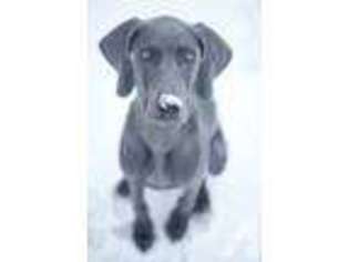 Weimaraner Puppy for sale in COOKSTOWN, NJ, USA