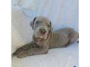 Great Dane Puppy for sale in Medina, OH, USA