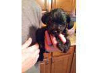 Yorkshire Terrier Puppy for sale in Black River, NY, USA