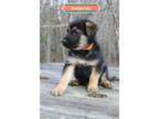 German Shepherd Dog Puppy for sale in Dinwiddie, VA, USA