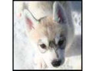 Siberian Husky Puppy for sale in Oscoda, MI, USA