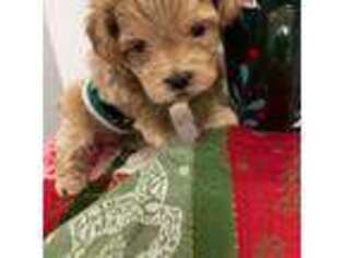 Shih-Poo Puppy for sale in Boston, MA, USA
