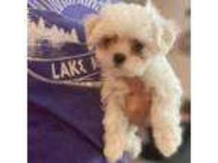 Maltese Puppy for sale in Dawsonville, GA, USA
