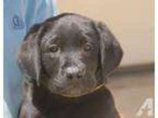 Labrador Retriever Puppy for sale in PERRIS, CA, USA