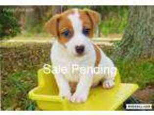 Jack Russell Terrier Puppy for sale in Baxley, GA, USA