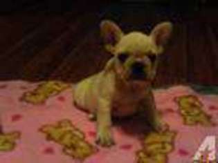 French Bulldog Puppy for sale in HUMANSVILLE, MO, USA