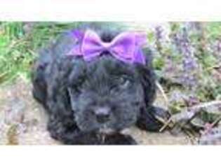 Cavapoo Puppy for sale in Harrison, AR, USA