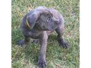Cane Corso Puppy for sale in Raleigh, NC, USA