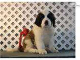Saint Bernard Puppy for sale in Lancaster, PA, USA