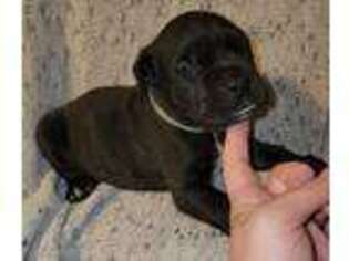 Cane Corso Puppy for sale in Camden, SC, USA