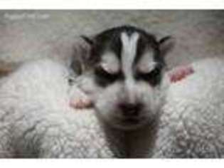 Siberian Husky Puppy for sale in Prescott, WI, USA
