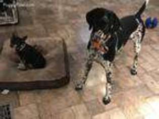 German Shorthaired Pointer Puppy for sale in Loogootee, IN, USA