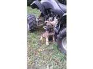 German Shepherd Dog Puppy for sale in Greenville, OH, USA