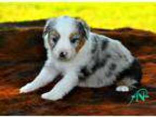 Miniature Australian Shepherd Puppy for sale in Woodward, OK, USA