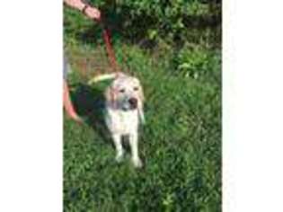 Labrador Retriever Puppy for sale in Germanton, NC, USA