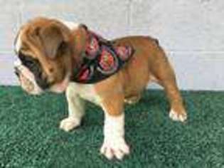 Bulldog Puppy for sale in Pollok, TX, USA