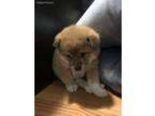 Shiba Inu Puppy for sale in Portland, OR, USA