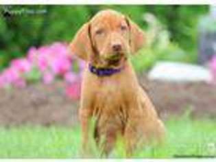 Vizsla Puppy for sale in Honey Brook, PA, USA