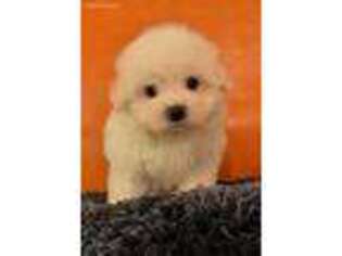 Mutt Puppy for sale in Donna, TX, USA
