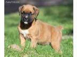 Boxer Puppy for sale in Bend, OR, USA
