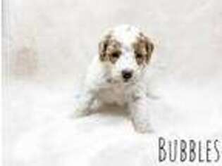Labradoodle Puppy for sale in Manhattan, KS, USA