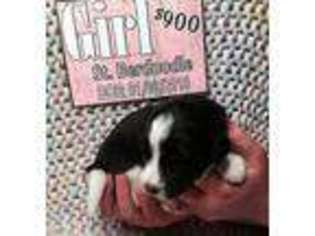 Saint Berdoodle Puppy for sale in Herrick, SD, USA