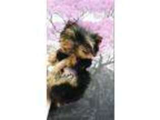 Yorkshire Terrier Puppy for sale in Lyons, IL, USA