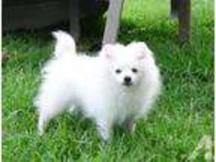 Pomeranian Puppy for sale in MIDDLETOWN, MD, USA