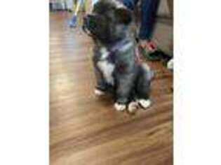 Akita Puppy for sale in Alexandria, VA, USA