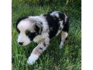 Australian Shepherd Puppy for sale in Bridger, MT, USA