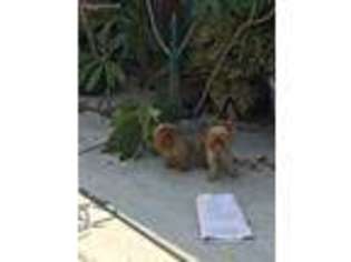 Yorkshire Terrier Puppy for sale in Anaheim, CA, USA