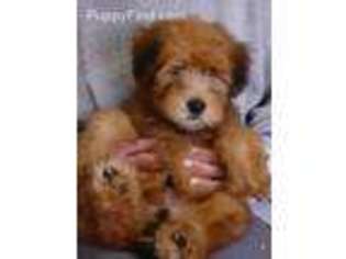 Soft Coated Wheaten Terrier Puppy for sale in Chicago, IL, USA