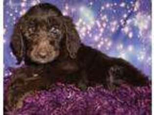 Labradoodle Puppy for sale in La Habra, CA, USA