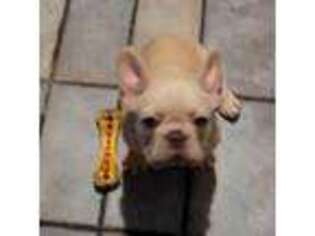 French Bulldog Puppy for sale in New Caney, TX, USA