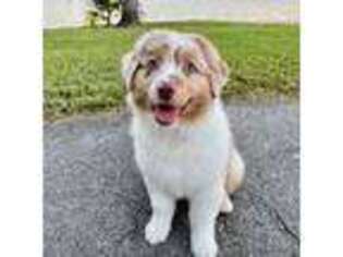 Australian Shepherd Puppy for sale in Miami, FL, USA