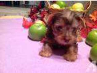 Yorkshire Terrier Puppy for sale in SAN ANTONIO, TX, USA