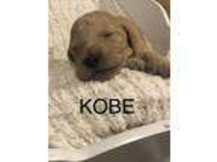 Goldendoodle Puppy for sale in Berea, KY, USA