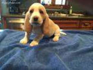 Basset Hound Puppy for sale in Serena, IL, USA