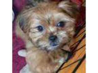 Shorkie Tzu Puppy for sale in Easton, CT, USA