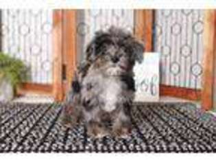 Schnoodle (Standard) Puppy for sale in Naples, FL, USA
