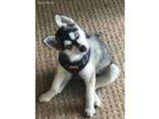 Alaskan Klee Kai Puppy for sale in Tacoma, WA, USA