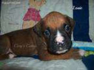 Boxer Puppy for sale in Elkland, MO, USA