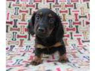 Dachshund Puppy for sale in Weatherford, TX, USA