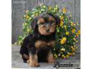 Yorkshire Terrier Puppy for sale in Sugarcreek, OH, USA