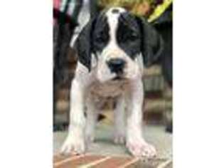 Great Dane Puppy for sale in Lincolnton, NC, USA