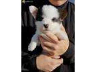 Pembroke Welsh Corgi Puppy for sale in Roy, WA, USA