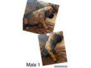 Mastiff Puppy for sale in Riverside, CA, USA